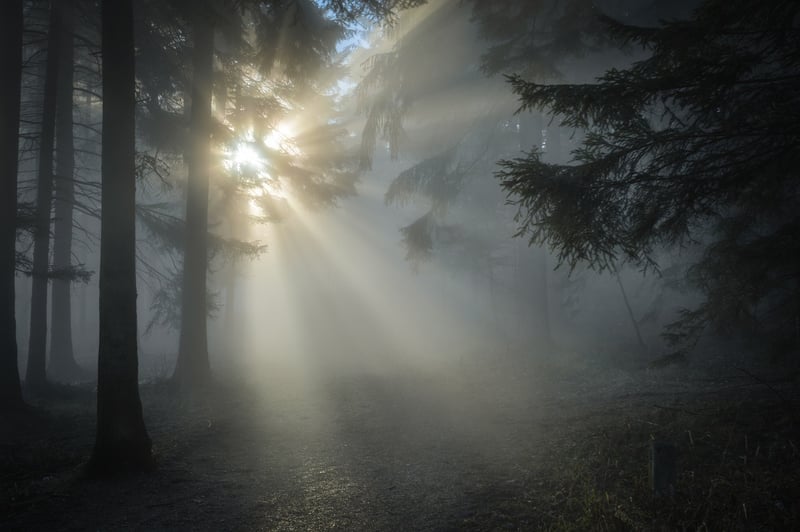 Enchanted Forest
