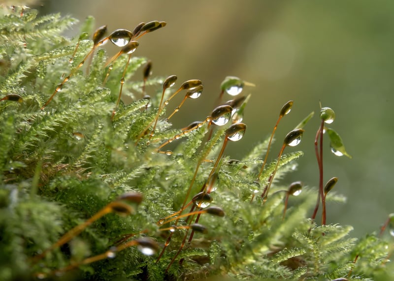 Moss and Fairy Lights